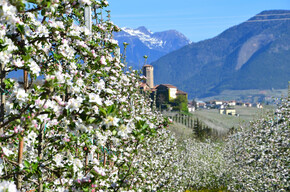 Tour 1442 - Quattro Ville: Gentle tour of the castles along the apple orchards of Val di Non | © APT Val di Non 